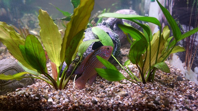 akvarijní ryba